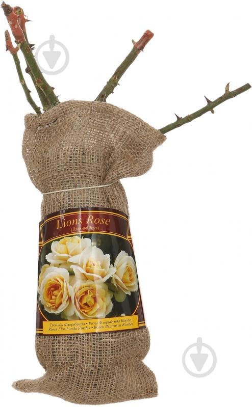 Саженец Роза флорибунда мешок Ростик - фото 1