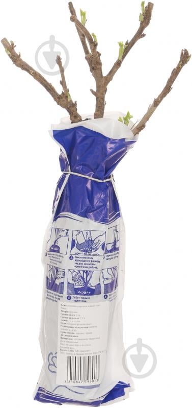 Саженец смородины красной Ровада - фото 2 Саженец смородины красной Ровада - фото 2