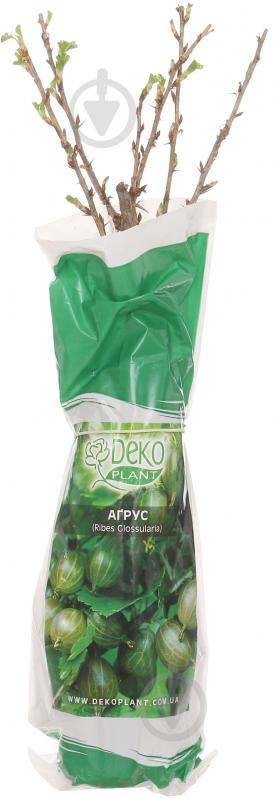 Саженец крыжовника Уайт Смит - фото 1