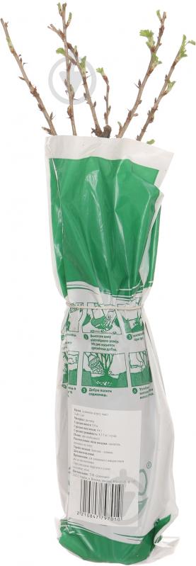 Саженец крыжовника Уайт Смит - фото 2