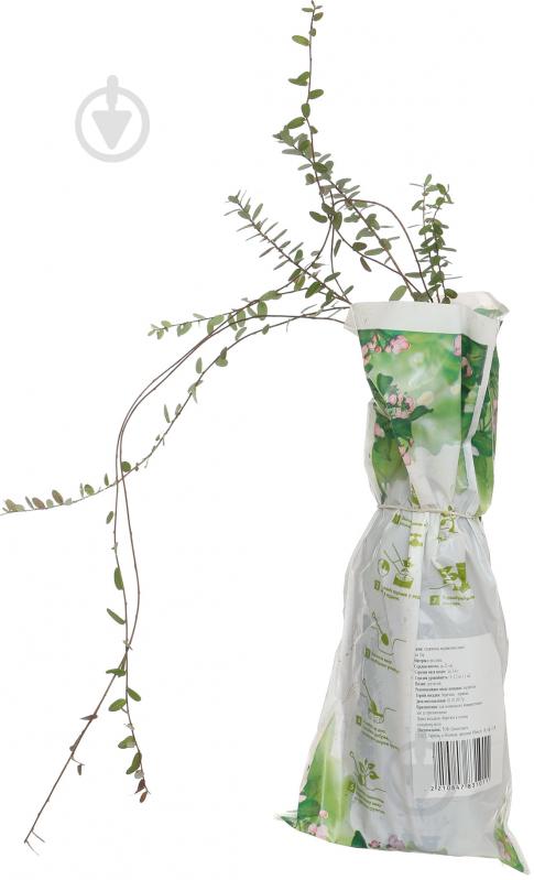 Саженец клюквы Бен Лир - фото 2