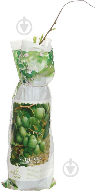 Саженец Актинидия пакет - фото 1 Саженец Актинидия пакет - фото 1