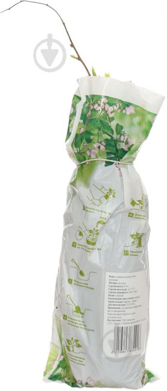 Саженец Актинидия пакет - фото 2 Саженец Актинидия пакет - фото 2