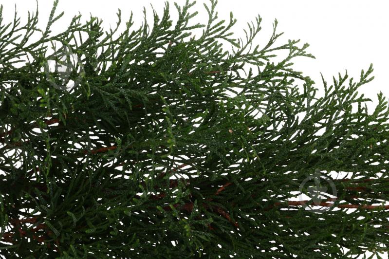 Растение Туя Smaragd C5 - фото 2