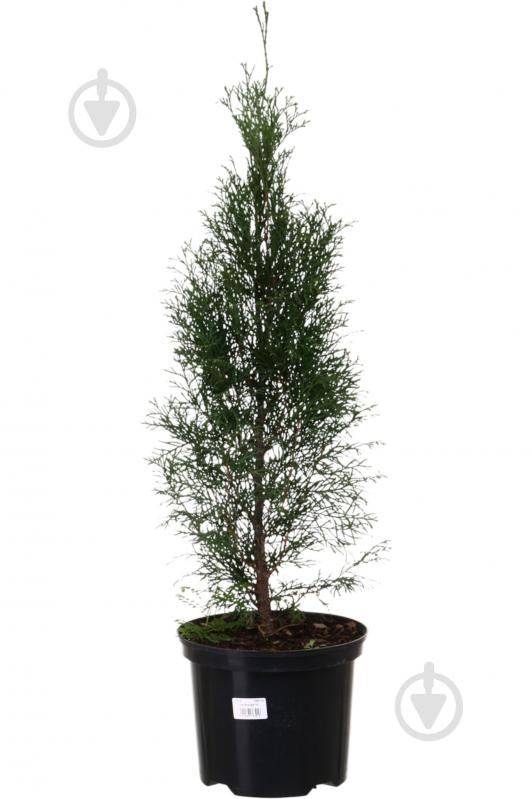 Растение Туя Smaragd C5 - фото 1