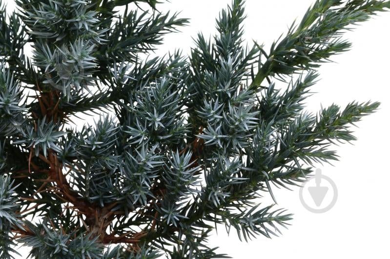 Растение Можжевельник Meyeri C3 - фото 2