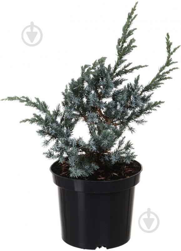 Растение Можжевельник Meyeri C3 - фото 1