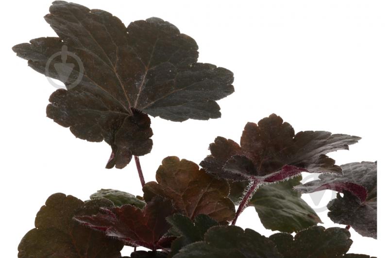 Рослина Гейхера Palace Purple - фото 2 Рослина Гейхера Palace Purple - фото 2