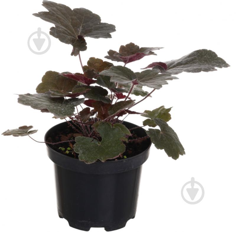 Рослина Гейхера Palace Purple - фото 1 Рослина Гейхера Palace Purple - фото 1