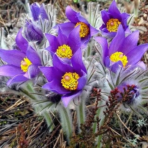 Растение Пулсателла Сон-трава микс 11/h25 - фото 3 Растение Пулсателла Сон-трава микс 11/h25 - фото 3