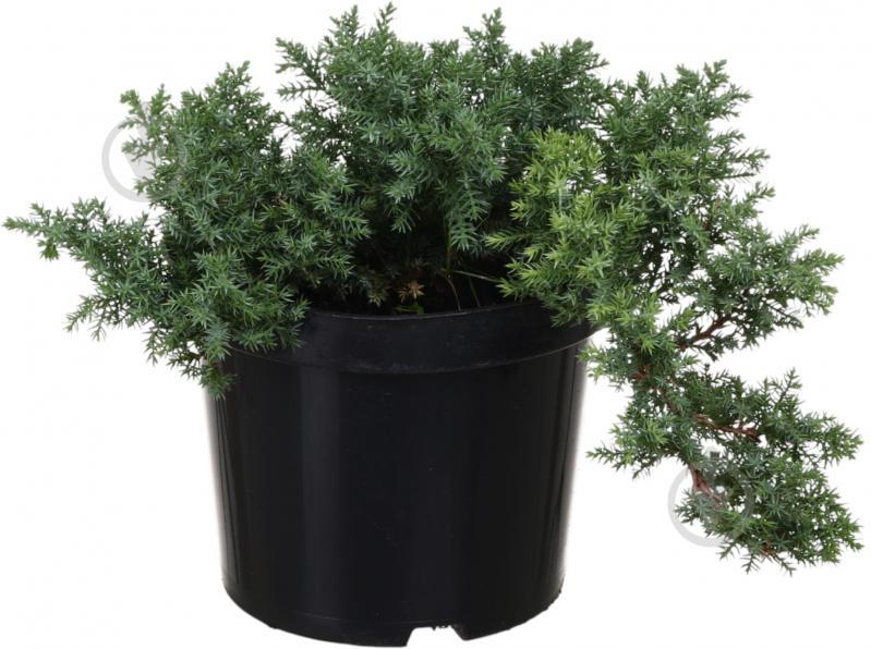 Растение Можжевельник Procumbens nana C3 - фото 1