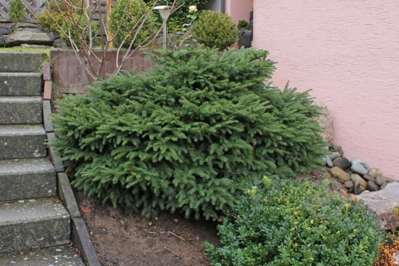 Растение Ель NidiformisC5 - фото 3