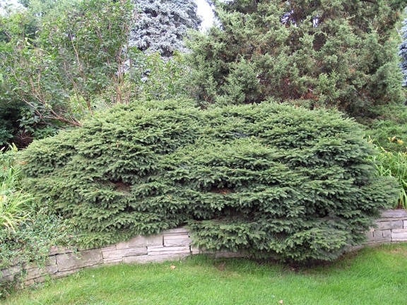 Растение Ель NidiformisC5 - фото 4