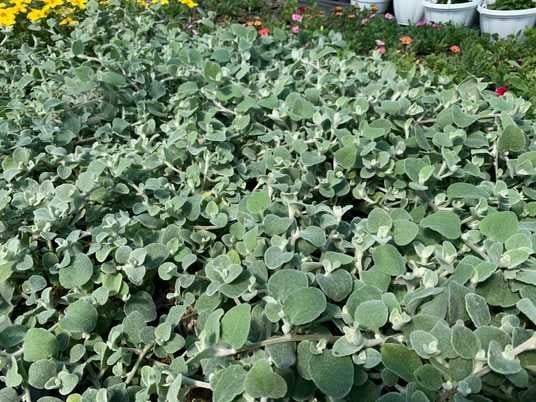 Растение Гелихризум петиоларе d20 - фото 3 Растение Гелихризум петиоларе d20 - фото 3