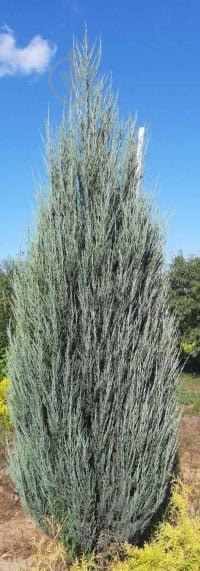 Растение можжевельник скальный Juniperus scopulorum Blue Arrow C3 H40-50 - фото 1