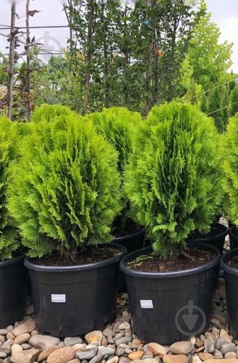 Растение туя восточная Thuja orientalis Aurea Nana C3 H25-35 - фото 1