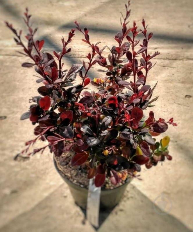 Растение Барбарис тунберга Concorde / Berberis thunb.Concorde С 3 - фото 1