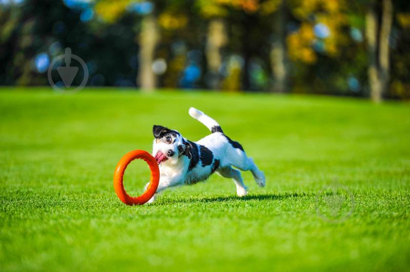 Іграшка для собак PitchDog кільце для апортування d 20 см помаранчеве - фото 3