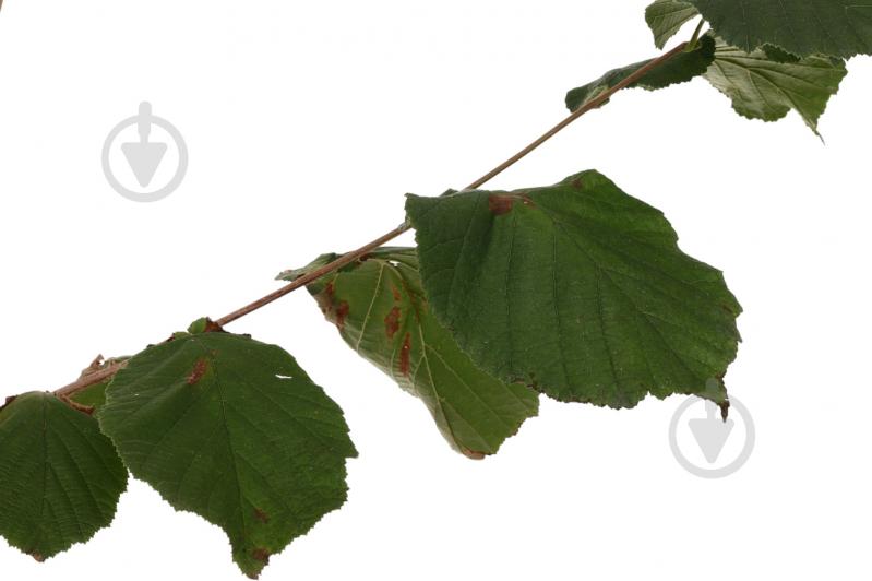 Саженец фундука 1р (C7) - фото 4