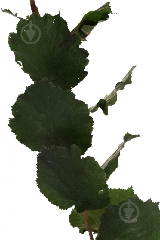 Саженец фундука 1р (C7) - фото 3