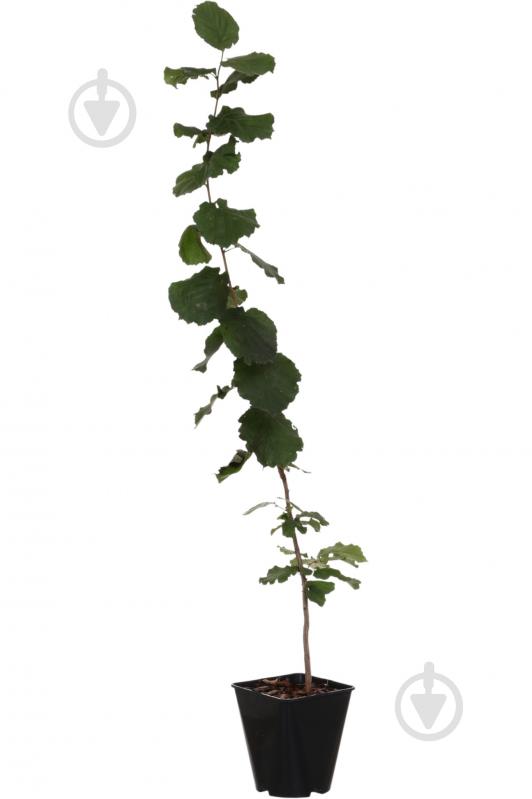 Саженец фундука 1р (C7) - фото 2