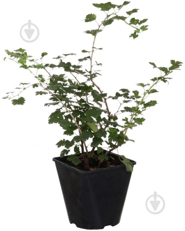 Растение Крыжовник 3л - фото 1