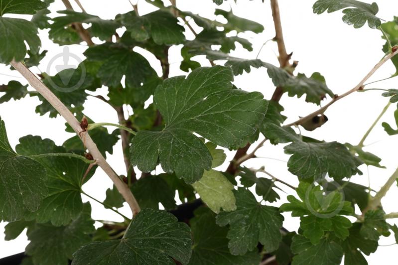 Растение Крыжовник 3л - фото 2