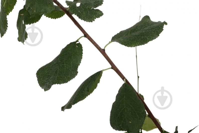 Саженец сливы 1р (C7) - фото 4