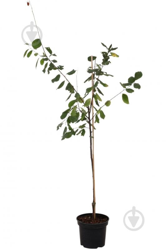 Саженец сливы 1р (C7) - фото 2