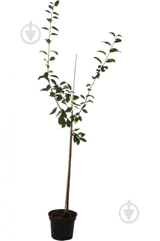 Саженец сливы 1р (C7) - фото 1