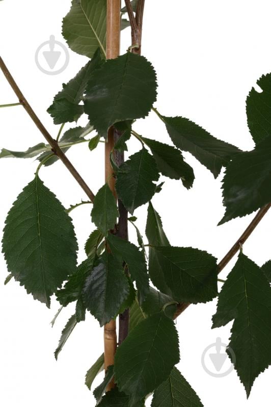 Саженец вишни 1р (C7) - фото 2 Саженец вишни 1р (C7) - фото 2