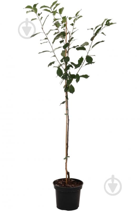 Саженец вишни 1р (C7) - фото 1 Саженец вишни 1р (C7) - фото 1