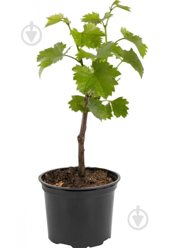 Саджанець винограду (5 л) - фото 1