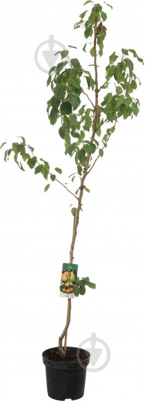 Саженец Декоплант груши 2р (C7) - фото 1