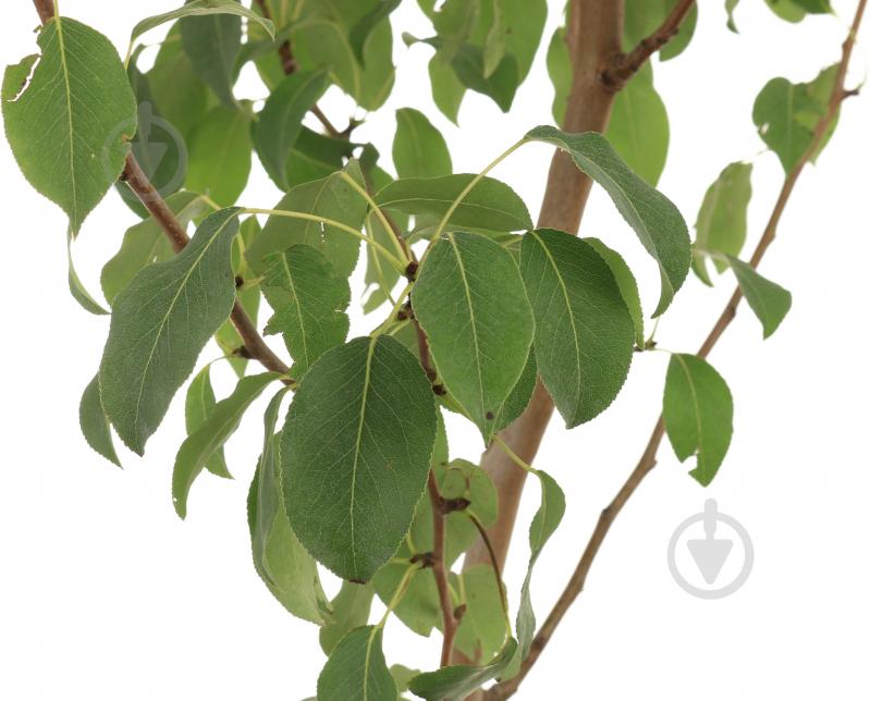 Саженец Декоплант груши 2р (C7) - фото 3