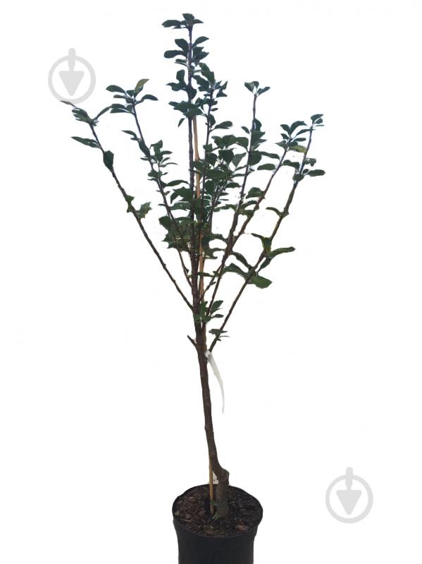 Саженец черешни 2р (C7) - фото 1