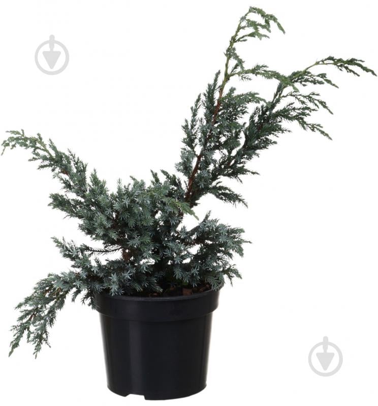 Рослина Ялівець Blue Carpet C3 - фото 1