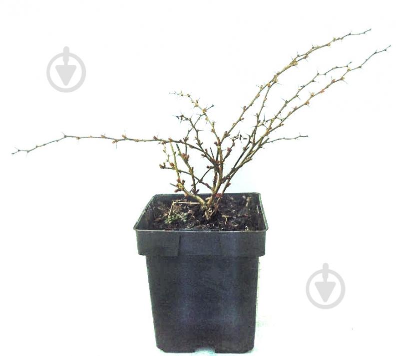 Саджанець MegaPlant Барбарис Тунберга Red Carpet С2 15-25 см - фото 1 Саджанець MegaPlant Барбарис Тунберга Red Carpet С2 15-25 см - фото 1