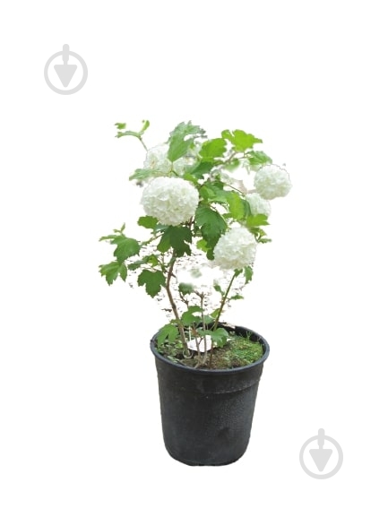 Саженец MegaPlant Калина обыкновенная Roseum С2 20-30 - фото 1 Саженец MegaPlant Калина обыкновенная Roseum С2 20-30 - фото 1