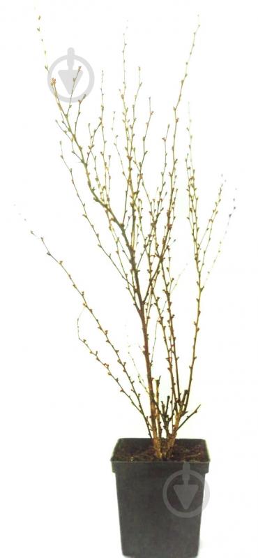 Саженец MegaPlant Барбарис Тунберга Orange Rocket PBR С2 25-35 см - фото 1 Саженец MegaPlant Барбарис Тунберга Orange Rocket PBR С2 25-35 см - фото 1