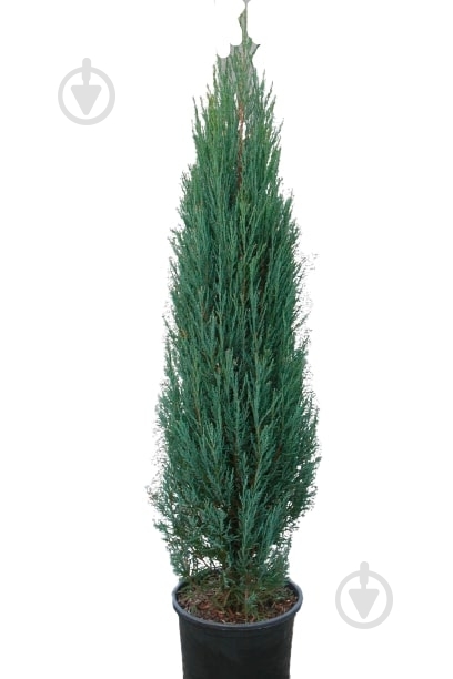 Саджанець MegaPlant Ялівець скельний Blue Arrow С5 60-80 - фото 1 Саджанець MegaPlant Ялівець скельний Blue Arrow С5 60-80 - фото 1