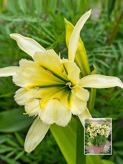 Цибулина TUBERBULB Export B.V. ісмене Сульфур Квін 1 шт. - фото 1 Цибулина TUBERBULB Export B.V. ісмене Сульфур Квін 1 шт. - фото 1