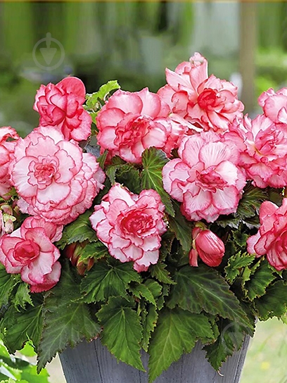 Бульба TUBERBULB Export B.V. бегонії пікоті Бутон де Роуз 1 шт. - фото 1