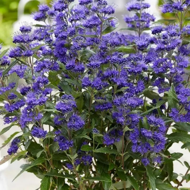 Растение Кариоптерис кландонский Kew Blue С3 - фото 1