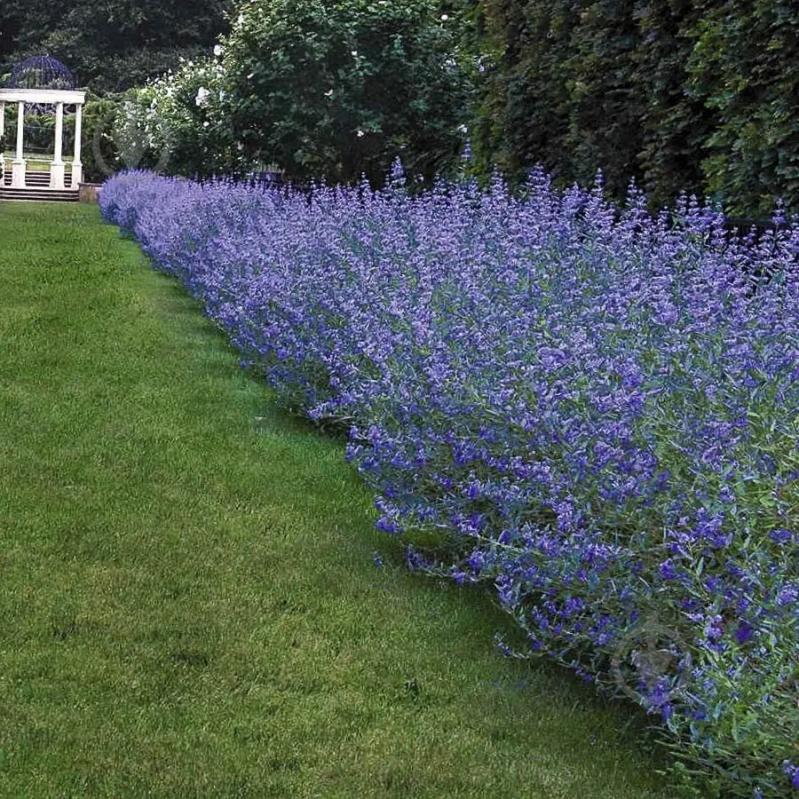 Растение Кариоптерис кландонский Kew Blue С3 - фото 3