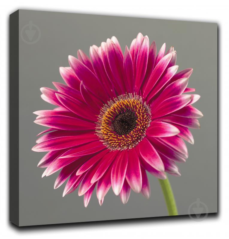 Репродукция AF Gerbera 048 50x50 см RozenfeldArt - фото 1