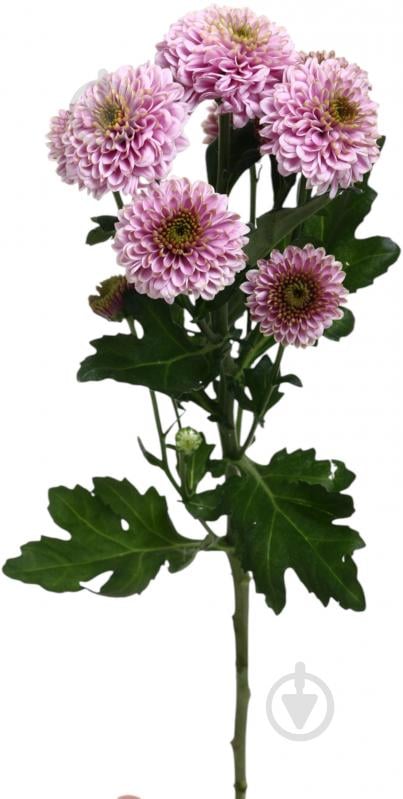 Хризантема Doria фіолетова (Нідерланди) - фото 1