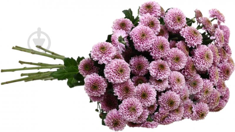 Хризантема Doria фіолетова (Нідерланди) - фото 2