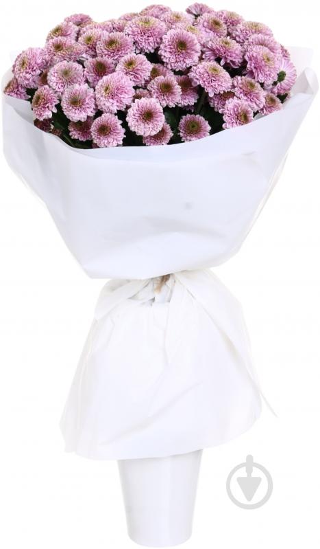 Хризантема Doria фіолетова (Нідерланди) - фото 4