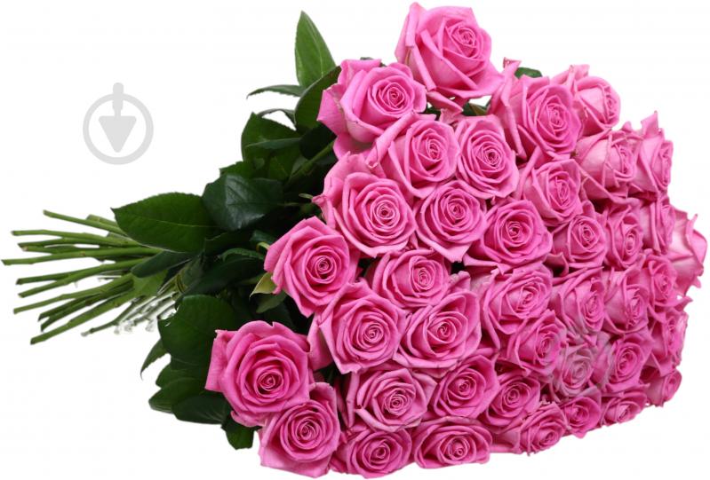 Троянда Аква одноголова класична 60 см фіолетова (Україна) - фото 2